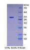 Mouse Recombinant Topoisomerase II (TOP2)