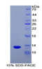 Human Recombinant Lymphotactin (Lptn)