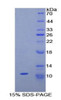 Rat Recombinant Neuropeptide S (NPS)