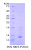 Human Recombinant Bone Morphogenetic Protein 7 (BMP7)