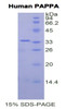 Human Recombinant Pregnancy Associated Plasma Protein A (PAPPA)