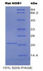 Rat Recombinant Nitric Oxide Synthase 1, Neuronal (NOS1)