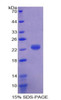 Cattle Recombinant Haptoglobin (Hpt)