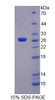 Human Recombinant Tumor Necrosis Factor Ligand Superfamily, Member 14 (TNFSF14)