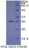 Mouse Recombinant Tumor Necrosis Factor Ligand Superfamily, Member 14 (TNFSF14)