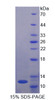 Rat Recombinant Von Willebrand Factor (vWF)