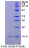 Chicken Recombinant Gonadotropin Releasing Hormone (GnRH)