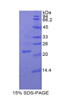 Pig Recombinant Nitric Oxide Synthase 3, Endothelial (NOS3)