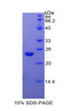 Cattle Recombinant Peroxisome Proliferator Activated Receptor Gamma (PPARg)