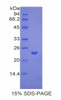 Rabbit Recombinant Peroxisome Proliferator Activated Receptor Gamma (PPARg)