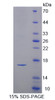 Mouse Recombinant Cystatin 3 (CST3)