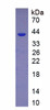 Rat Recombinant Nephrin (NPHN)