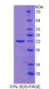 Human Recombinant Von Willebrand Factor Cleaving Protease (vWFCP)