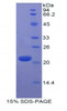 Human Recombinant Leukocyte Associated Immunoglobulin Like Receptor 1 (LAIR1)