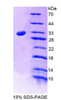 Rat Recombinant Low Density Lipoprotein Receptor (LDLR)