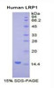 Human Recombinant Low Density Lipoprotein Receptor Related Protein 1 (LRP1)