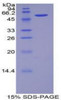 Mouse Recombinant Cadherin, Placental (CDHP)