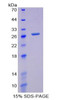 Human Recombinant Glutamate Cysteine Ligase, Modifier Subunit (GCLM)