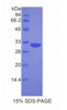 Mouse Recombinant Apoptotic Peptidase Activating Factor 1 (APAF1)