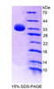 Mouse Recombinant V-Myb Myeloblastosis Viral Oncogene Homolog (MYB)