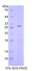 Human Recombinant Apoptosis Inducing Factor (AIF)