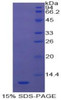 Cattle Recombinant Polymeric Immunoglobulin Receptor (PIGR)