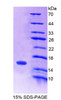 Mouse Recombinant Secretin (SCT)