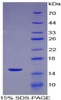 Mouse Recombinant Phospholipase A2, Group IID (PLA2G2D)