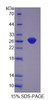 Pig Recombinant Glutathione S Transferase Pi (GSTp)