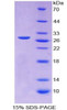 Rat Recombinant Myogenin (MYOG)