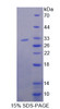 Mouse Recombinant porin 85kDa (NUP85)