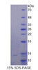 Human Recombinant Target Of The Antiproliferative Antibody 1 (TAPA1)