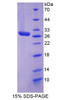 Cattle Recombinant Clusterin (CLU)