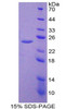 Rat Recombinant Interleukin 27 Receptor Alpha (IL27Ra)