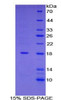 Human Recombinant Glia Maturation Factor Gamma (GMFg)