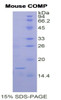 Mouse Recombinant Cartilage Oligomeric Matrix Protein (COMP)