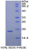 Mouse Recombinant Neurotensin (NT)