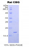 Rat Recombinant Corticosteroid Binding Globulin (CBG)