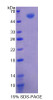 Cattle Recombinant 5'-Nucleotidase, Ecto (NT5E)