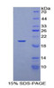 Rat Recombinant Elongin A (ELOA)