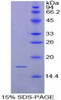 Rat Recombinant Cluster Of Differentiation 72 (CD72)