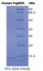 Human Recombinant Fc Fragment Of IgG Low Affinity IIIa Receptor (FcgR3A)