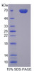 Rat Recombinant Milk Fat Globule EGF Factor 8 (MFGE8)