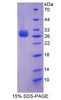 Rat Recombinant Perforin 1 (PRF1)