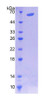 Human Recombinant Microtubule Associated Protein 4 (MAP4)