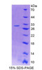 Rat Recombinant Microtubule Associated Protein 4 (MAP4)