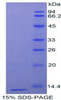 Pig Recombinant Protectin (CD59)