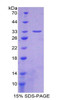 Mouse Recombinant Breast Cancer Susceptibility Protein 1 (BRCA1)