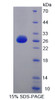 Human Recombinant Activating Transcription Factor 7 (ATF7)