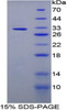 Rabbit Recombinant Lipopolysaccharide Binding Protein (LBP)